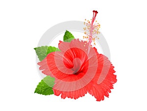 Red hibiscus flower with green leaves isolated on white
