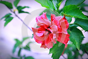 Red hibiscus flower and green leaves with white background