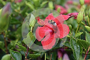 Red hibiscus flower on a green unfocused background.