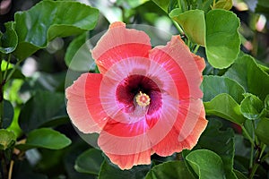 Red Hibiscus Flower Growing