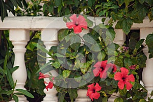 Red hibiscus flower growing near column fence