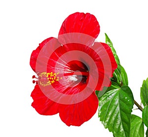 Red Hibiscus flower head