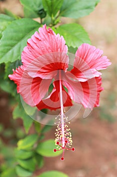 Red Hibiscus Flower - Hibiscus rosa-sinensis