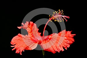 Red Hibiscus flower â€œHibiscus rosa-sinensisâ€ macro close-up photo on black background