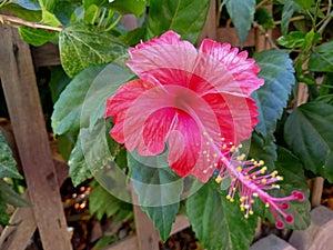 Red hibiscus flower, Hibiscus tropical flowers, Shoeblack plant ,