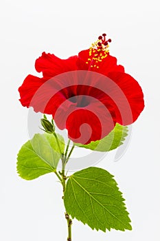 A red hibiscus flower isolated