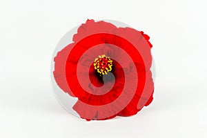 Red hibiscus flower isolated.
