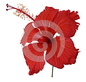 Red hibiscus flower isolated