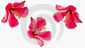 Red hibiscus flower isolated from white