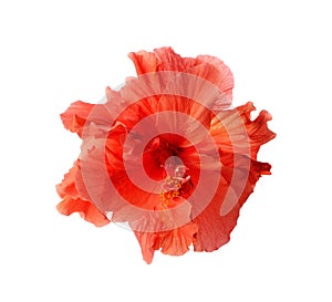 Red hibiscus flower isolated on white background