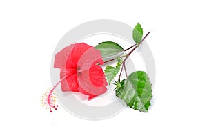 Red Hibiscus flower isolated on white background