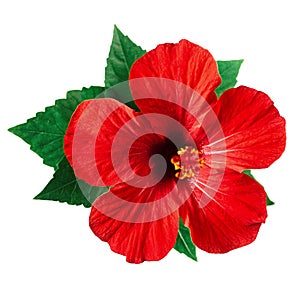 Red hibiscus flower isolated on white background with clipping path