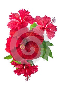 Red Hibiscus flower isolated on white