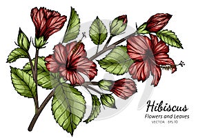 Red Hibiscus flower and leaf drawing illustration with line art on white backgrounds