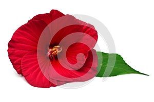 Red hibiscus flower with leaf isolated on white background