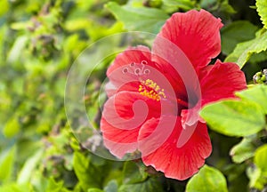 Red hibiscus flower with leaves