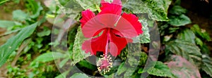 Red hibiscus flower with natural light