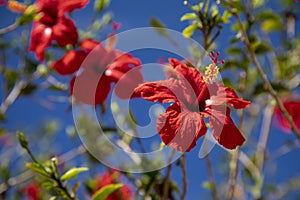A red hibiscus flower with others diffused in the background against a blue sky