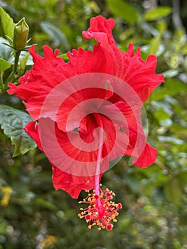 Red Hibiscus Flower with petals or Juba Joba or Thespesia grandiflora Flower