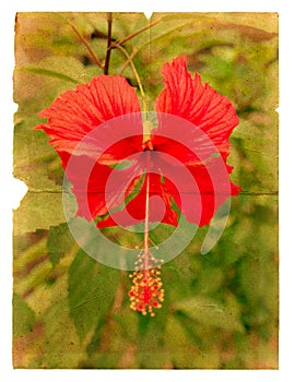 Red hibiscus flower on a piece of old paper