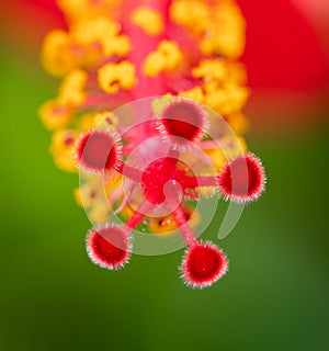 Red hibiscus flower pistil and stamens