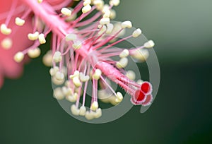 Red hibiscus flower pollen