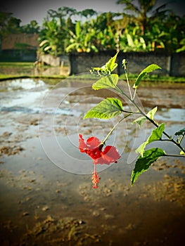 Red hibiscus flower, rice field Bali