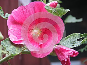 Red hibiscus flower in the sanny day