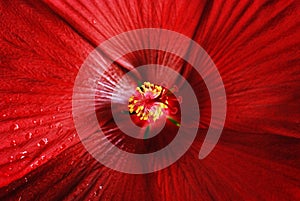 Red Hibiscus Flower Stamen