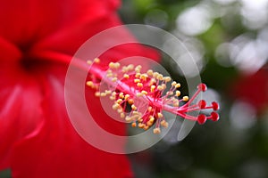 Red Hibiscus flower stamen.