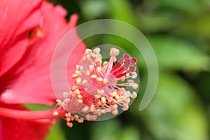 Red hibiscus flower stamen closeup