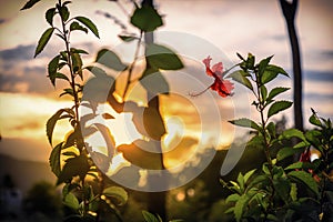 Red hibiscus flower before sunset. Caribbean, Dominican Republic