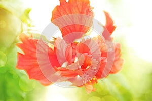 Red hibiscus flower, sweet toned and soft focus with spring background.