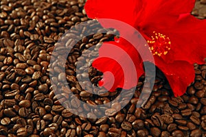 Red hibiscus flower on toasted coffe beans