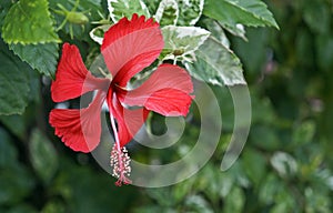 Red hibiscus flower on tropical garden, Rio, Brazil
