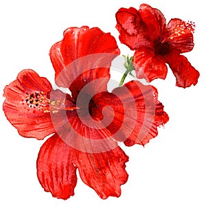 Red hibiscus flower, tropical plants isolated, watercolor illustration on white