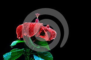 Red hibiscus flower wet red rain flower on black background Beau