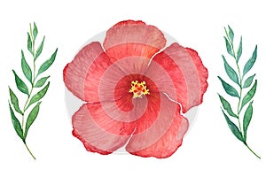 Red hibiscus flower on white background