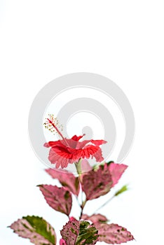 Red hibiscus flower on white background