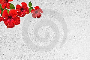 Red hibiscus flower on white roughcast wall