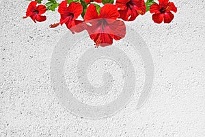 Red hibiscus flower on white roughcast wall