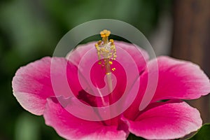 Red hibiscus flower with yellow pollen