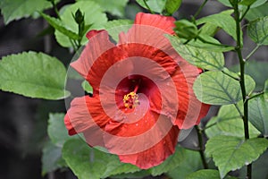 Red Hibiscus Flower with a Yellow Stamen