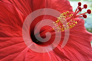 Red hibiscus flower with yellow stamens - macro