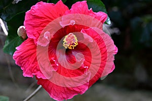 Red Hibiscus