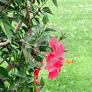 Red hibiscus flowers.