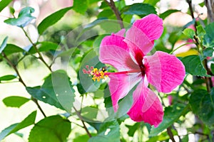 The red hibiscus flowers are blooming in the backyard early