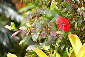 Red hibiscus flowers blooming on tree