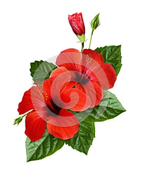 Red hibiscus flowers, buds and green leaves in a tropikal floral arrangement