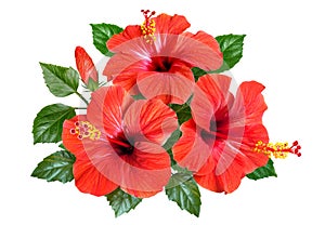 red hibiscus flowers and buds isolated